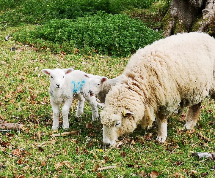 Sheep