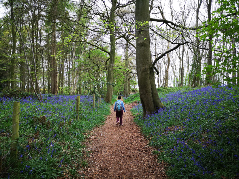 Bluebells 4