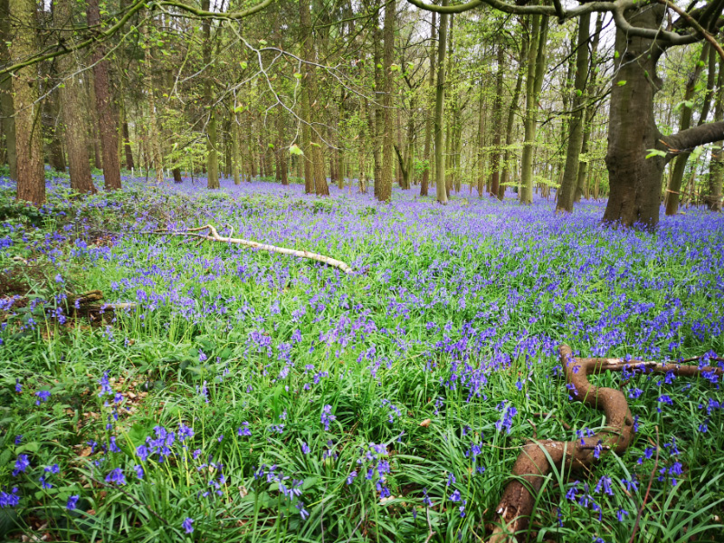 Bluebells 3