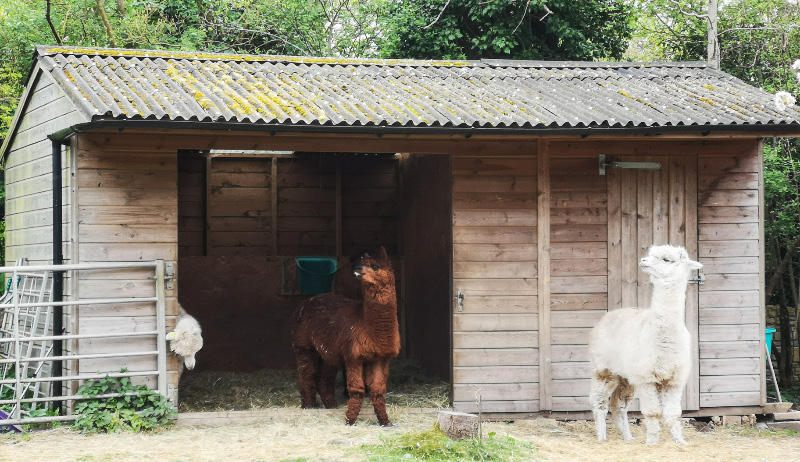 Drama Llamas