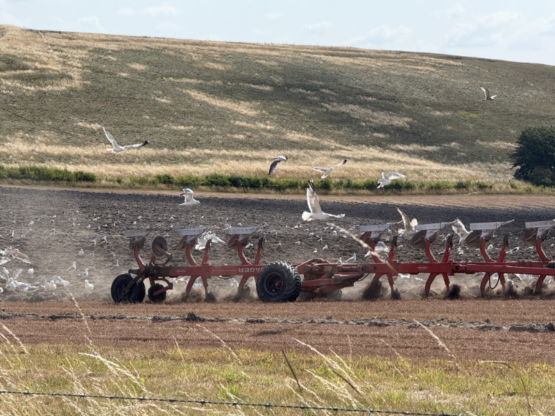 Gulls