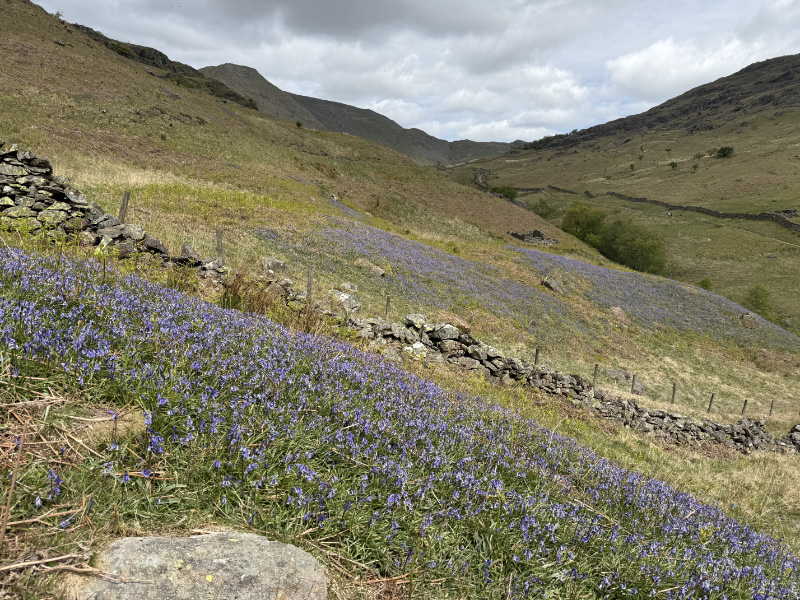 Bluebells