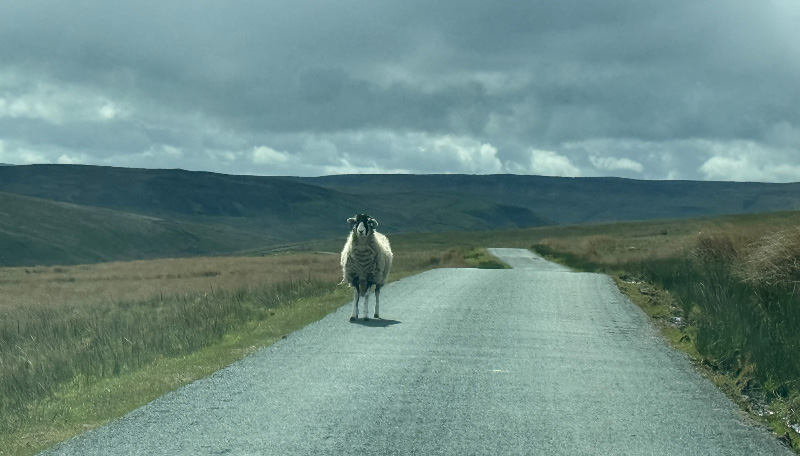 Sheep