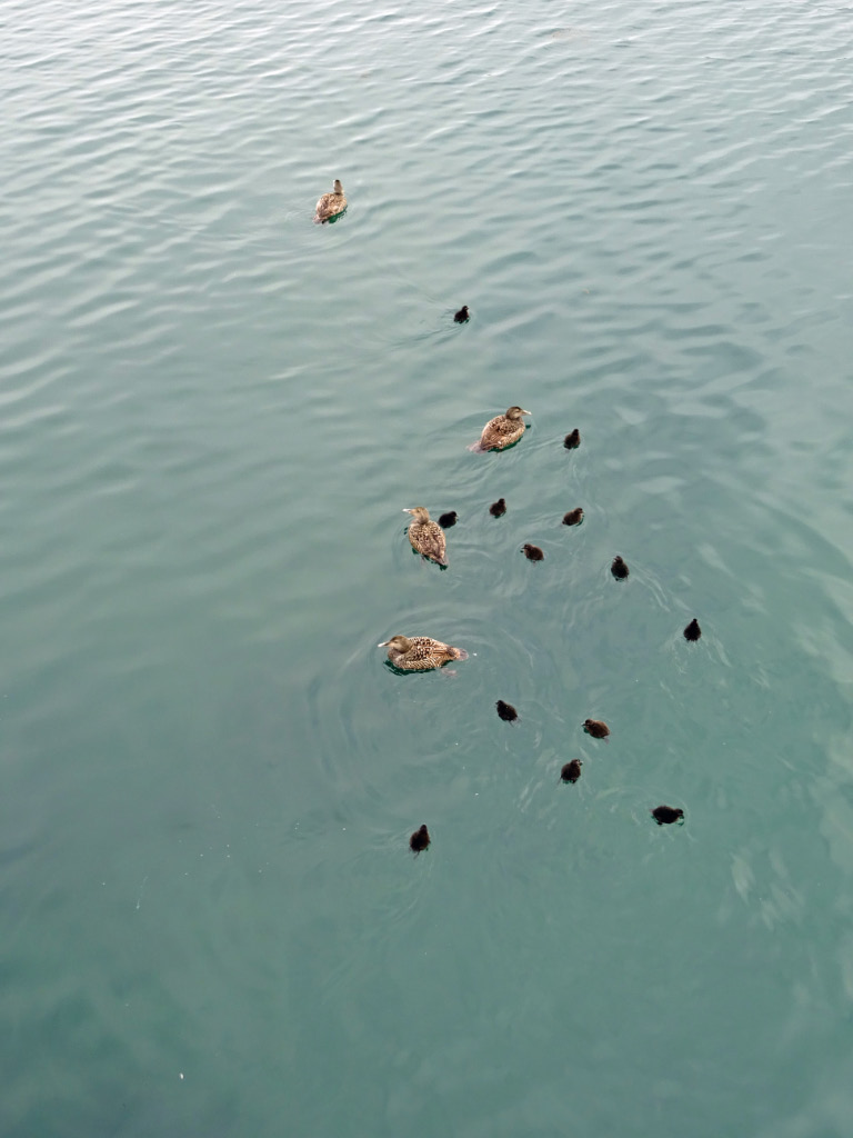 Seahouses 1