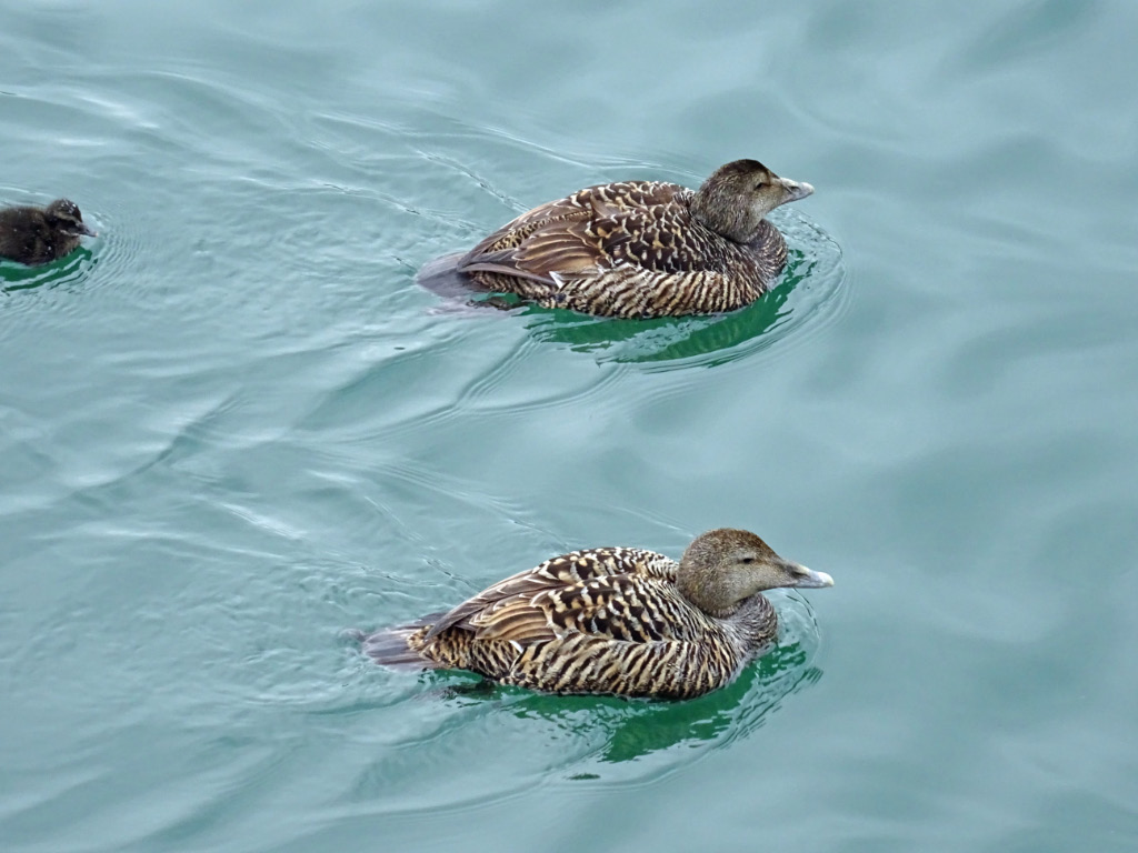 Seahouses 2