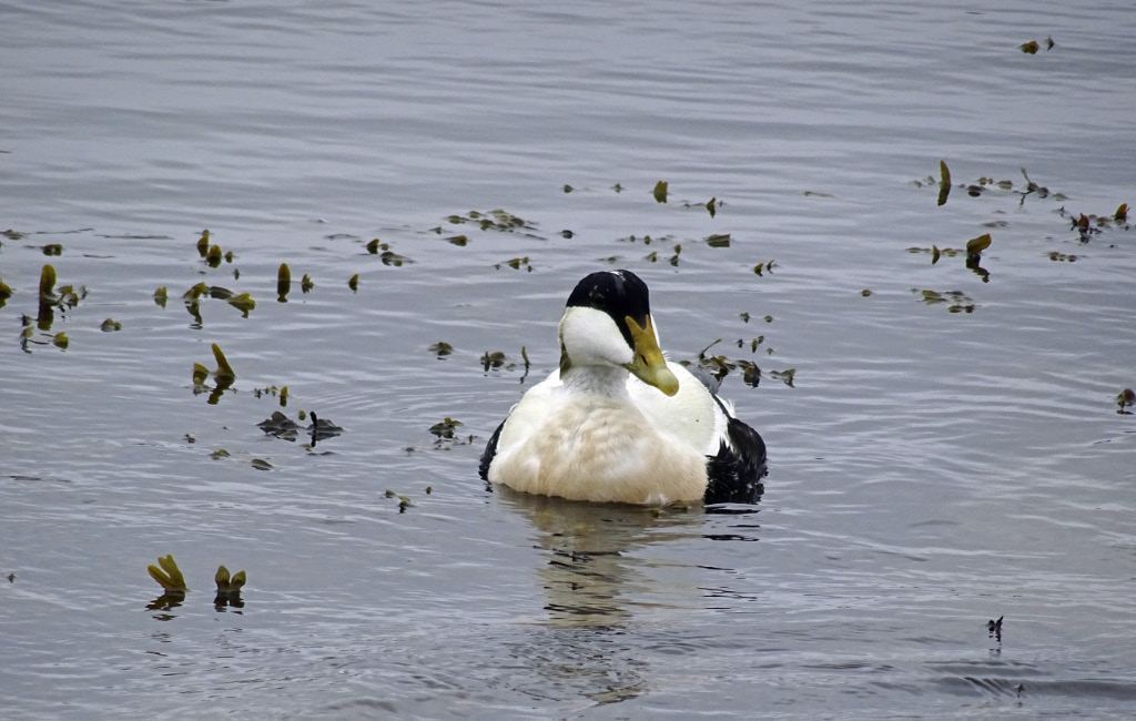 &nbsp;Seahouses 16