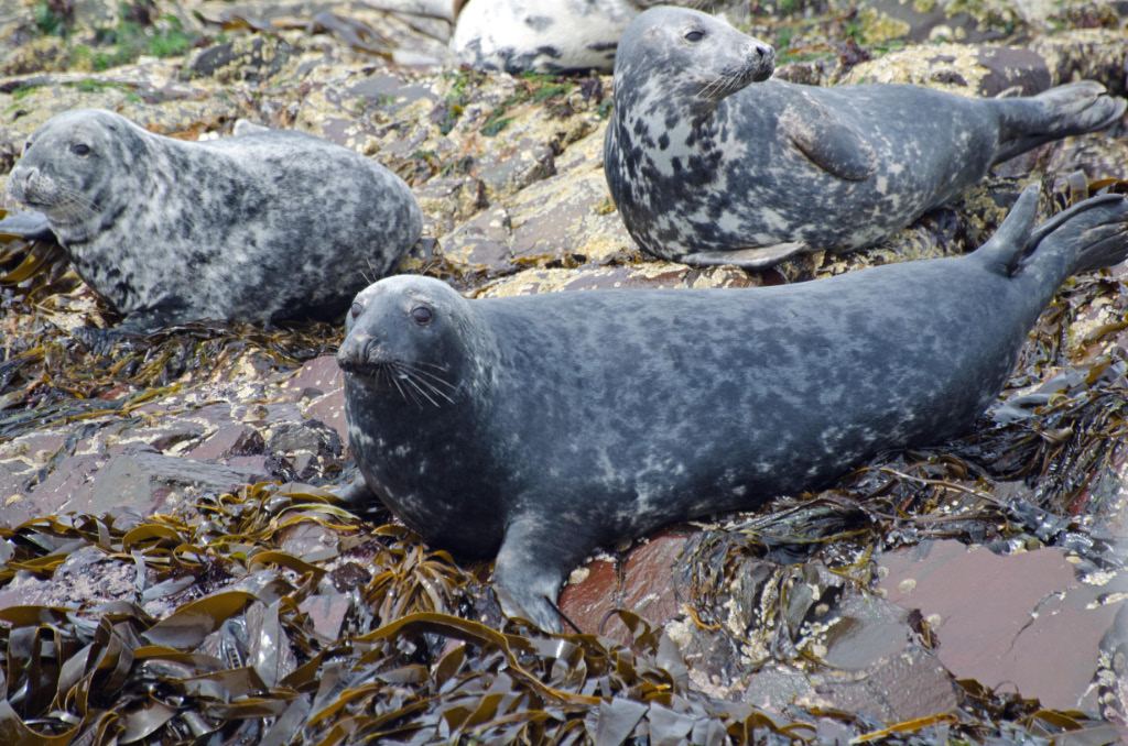 Seals 1