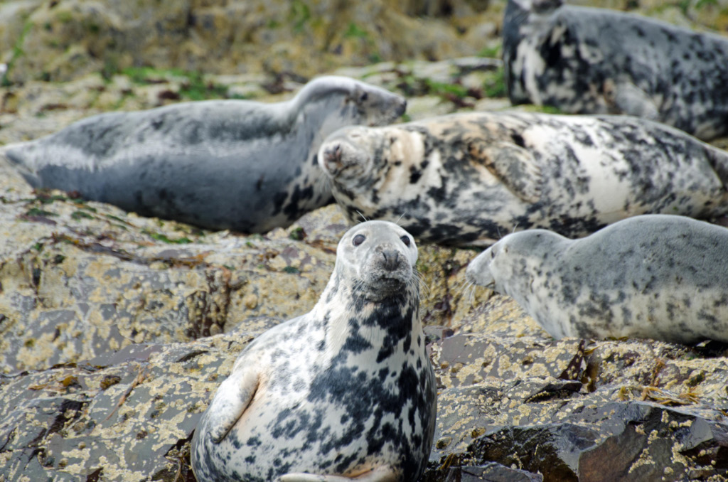 Seals 2
