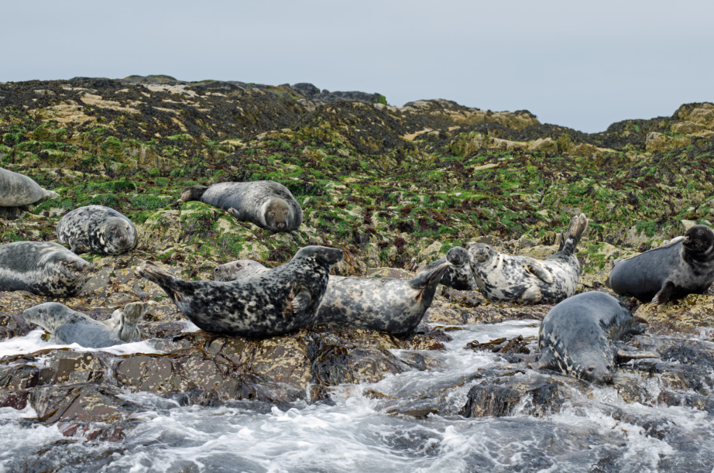 Seals 4