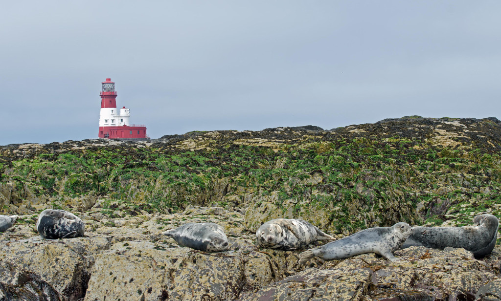 Seals 5