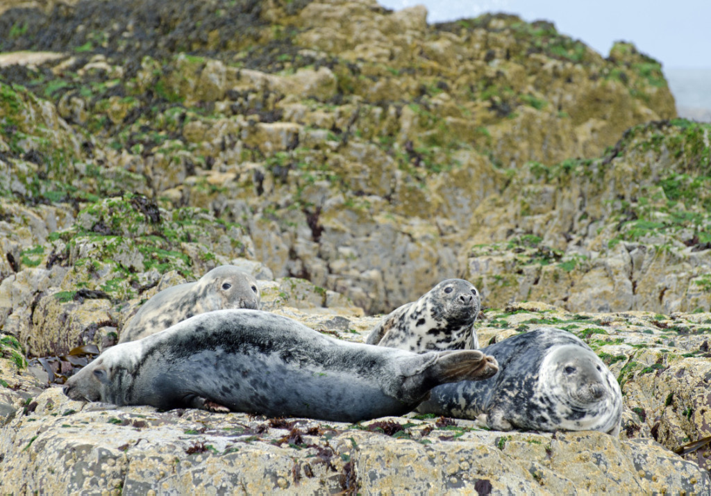 Seals 6