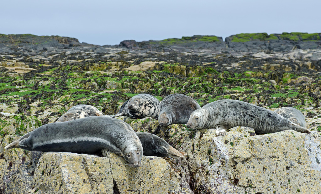 Seals 7