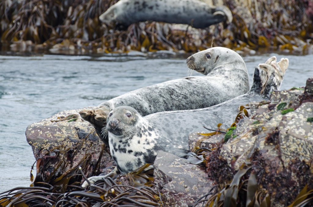Seals 8