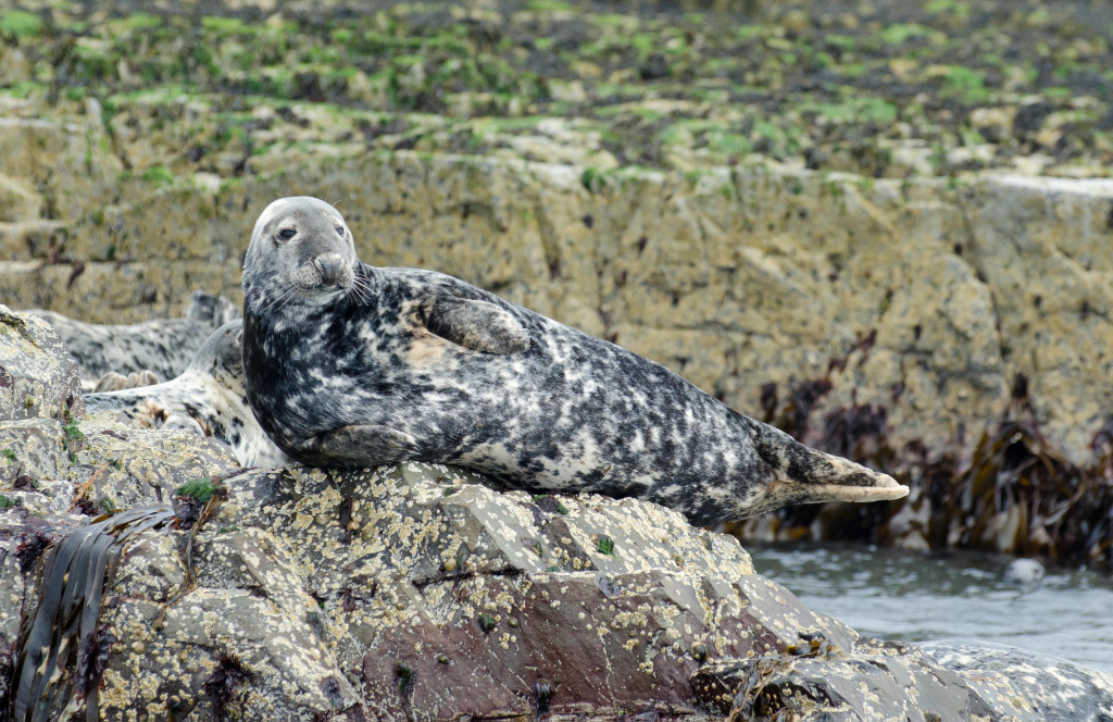Seals 10