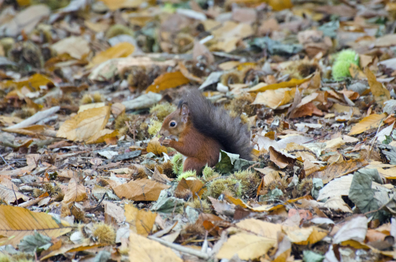 Brownsea 8