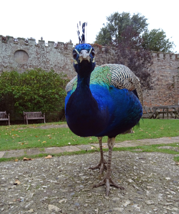 Brownsea 18