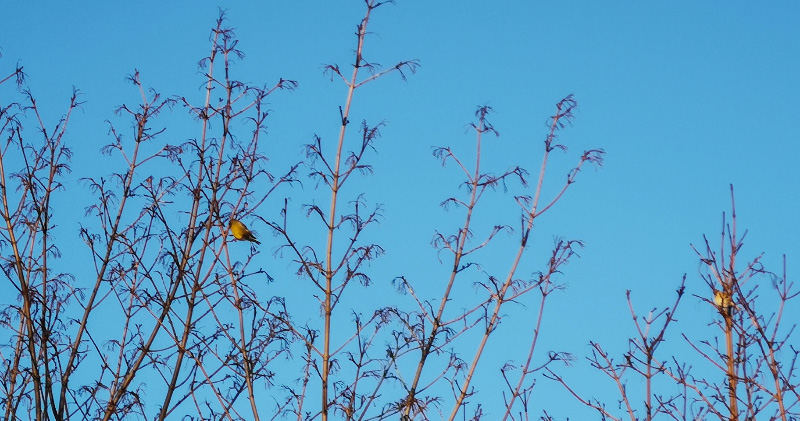 Finches