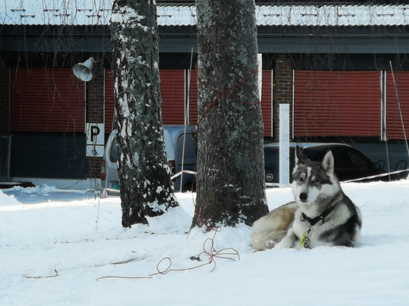 Husky