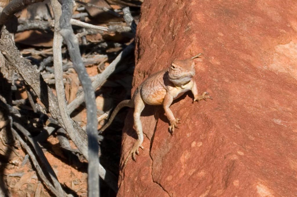 Lizard 2