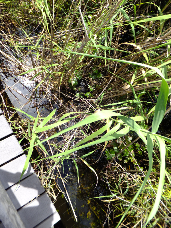 Spot the 2 'gators