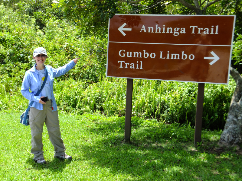 Anhinga - Gumbo Limbo