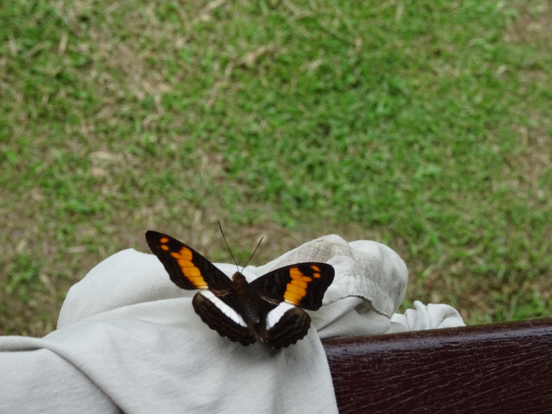 Butterfly