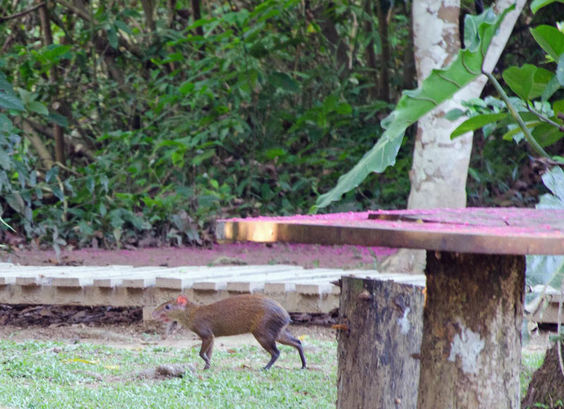 Agouti