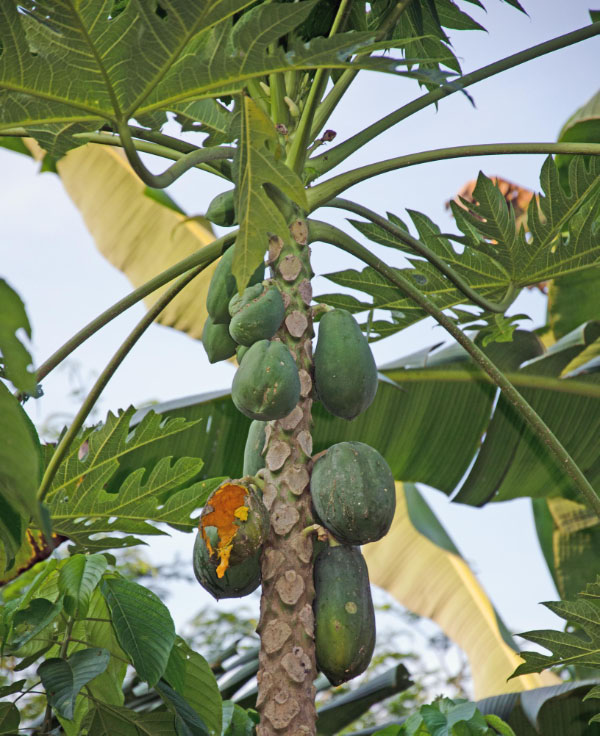Papaya