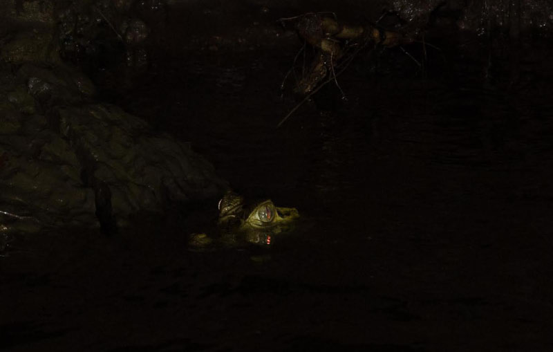 Caiman 1