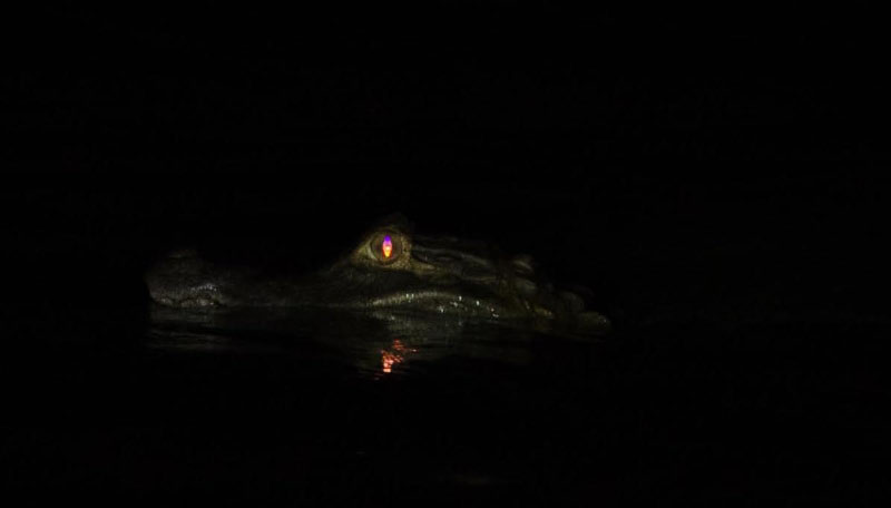 Caiman 2