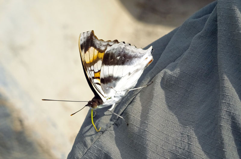 Butterflies 2