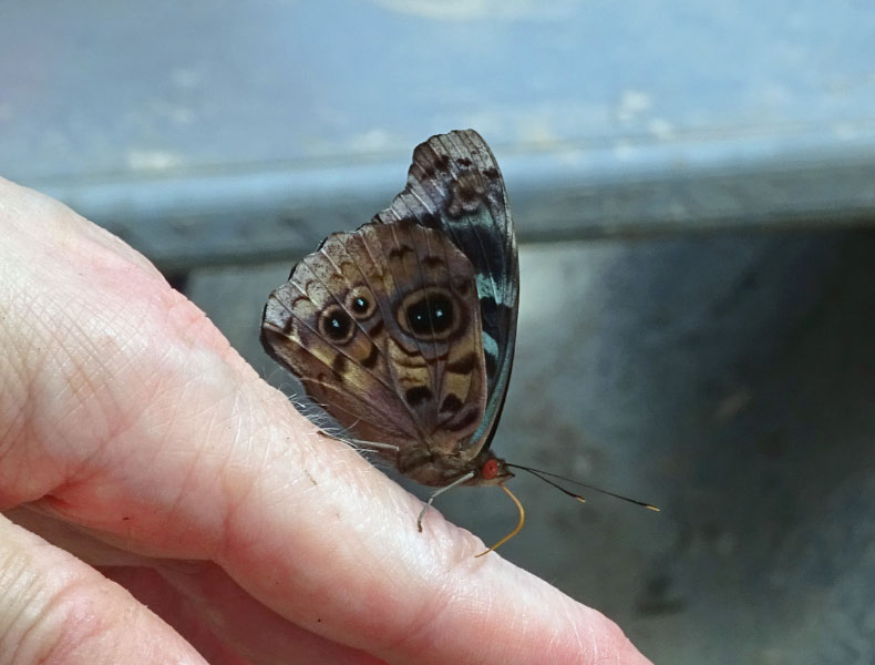 Butterflies 4