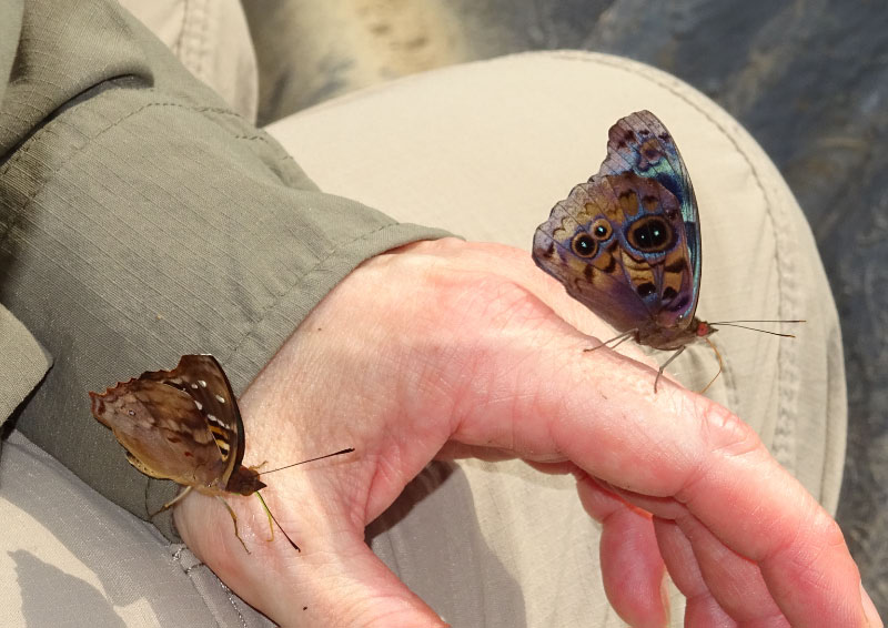 Butterflies 4