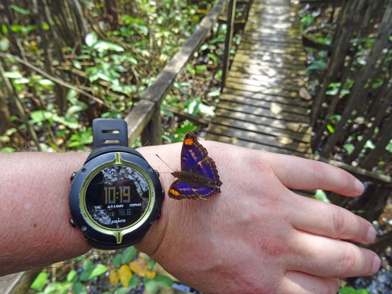 Butterflies 5