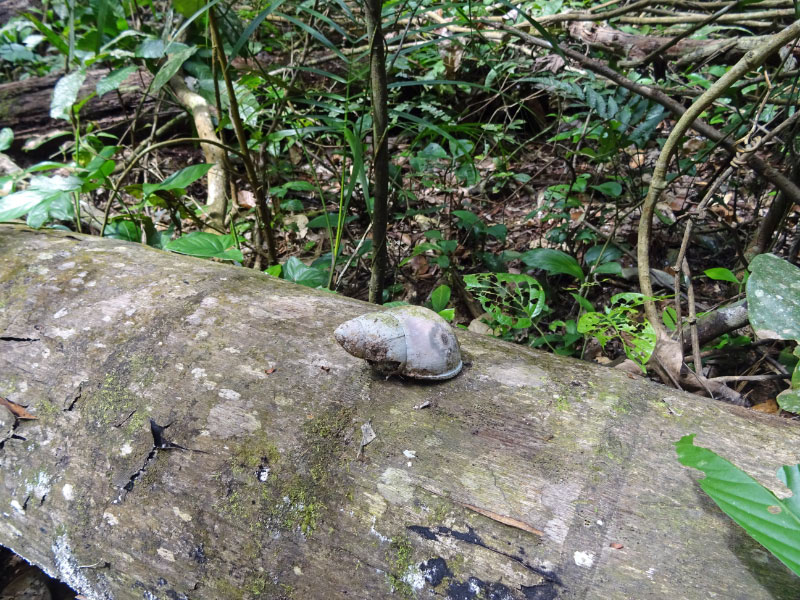 Snail