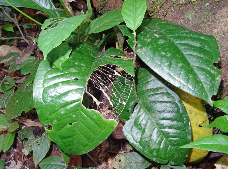 Leaf