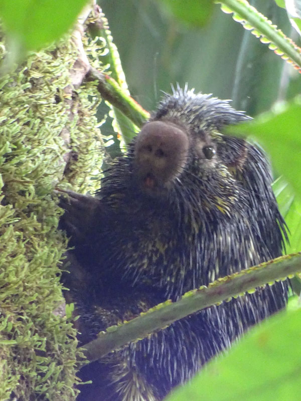 Porcupine