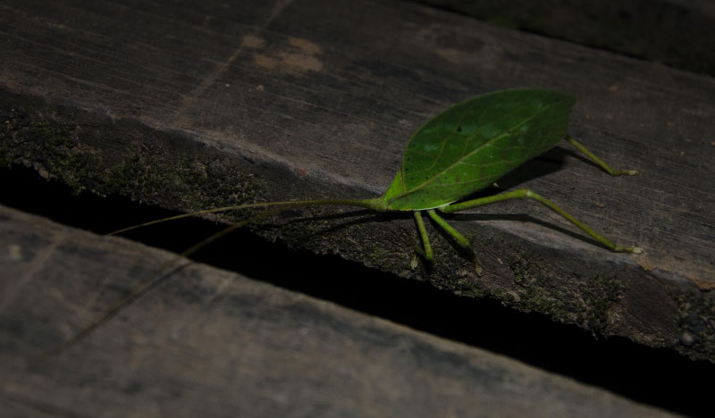 Leafbug
