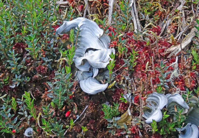 Fungus