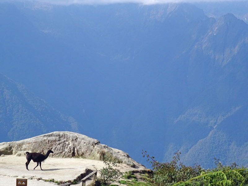 Llama 1
