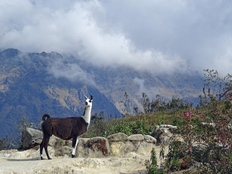 Llama 2