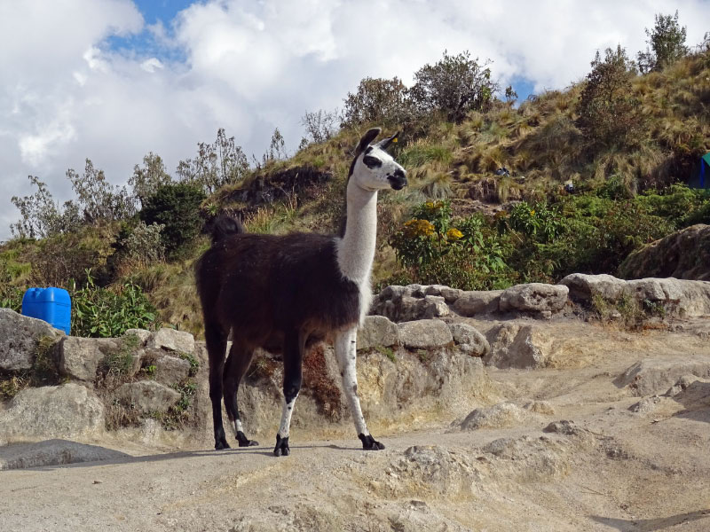 Llama 4