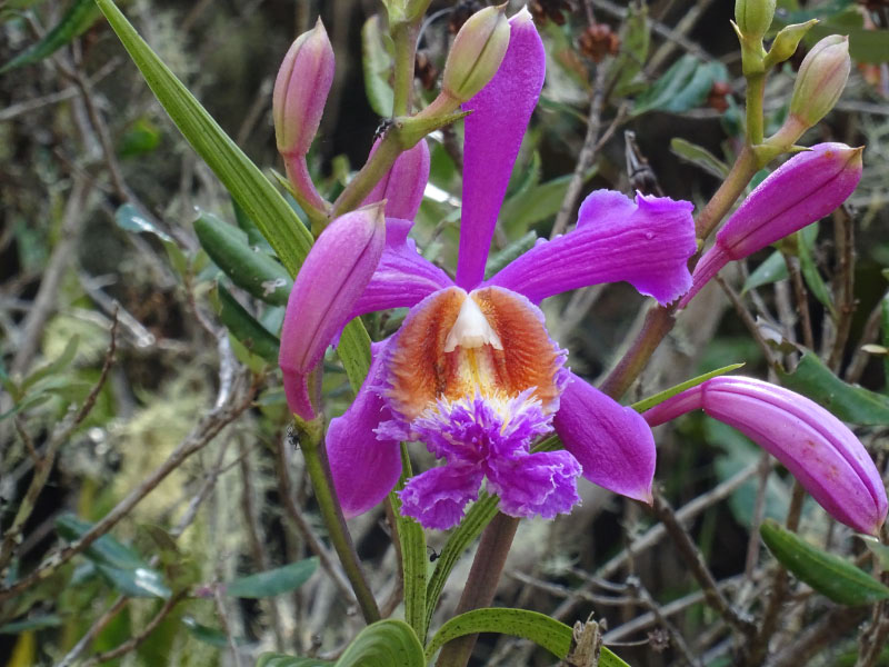 Orchid