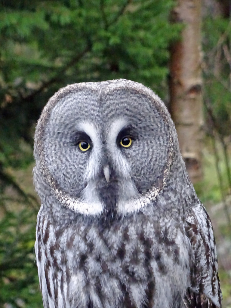 Owls 3