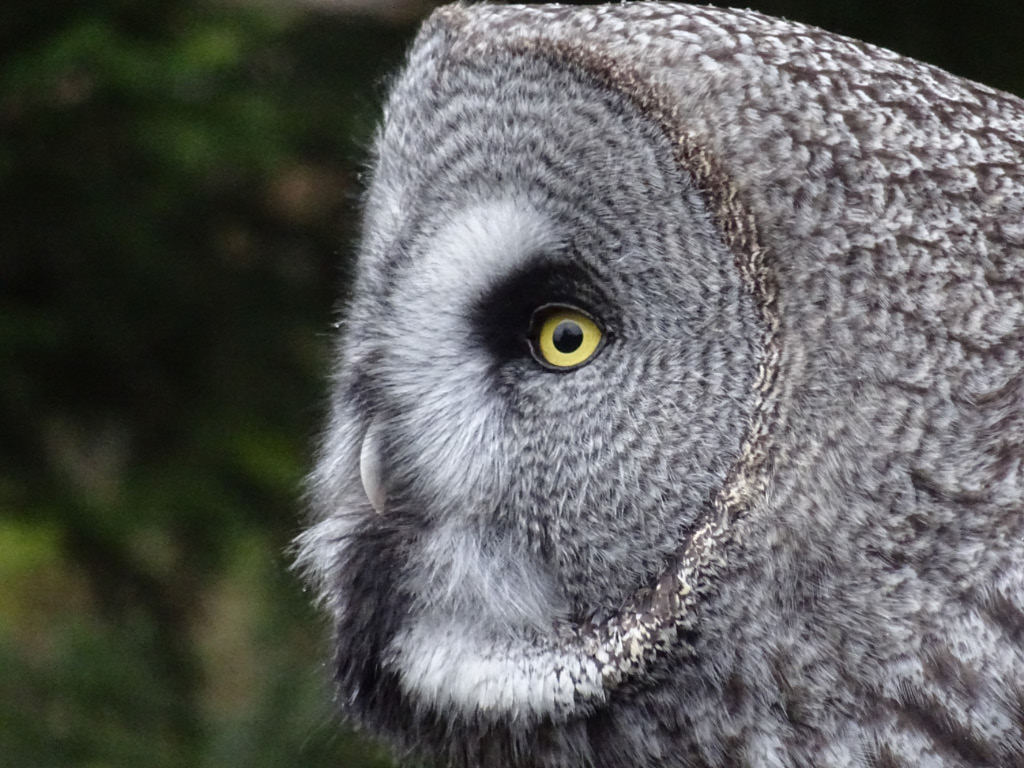 Owls 4