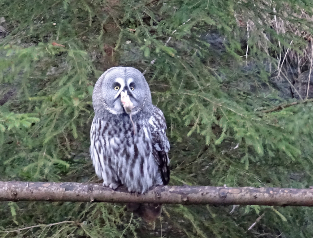 Owls 5