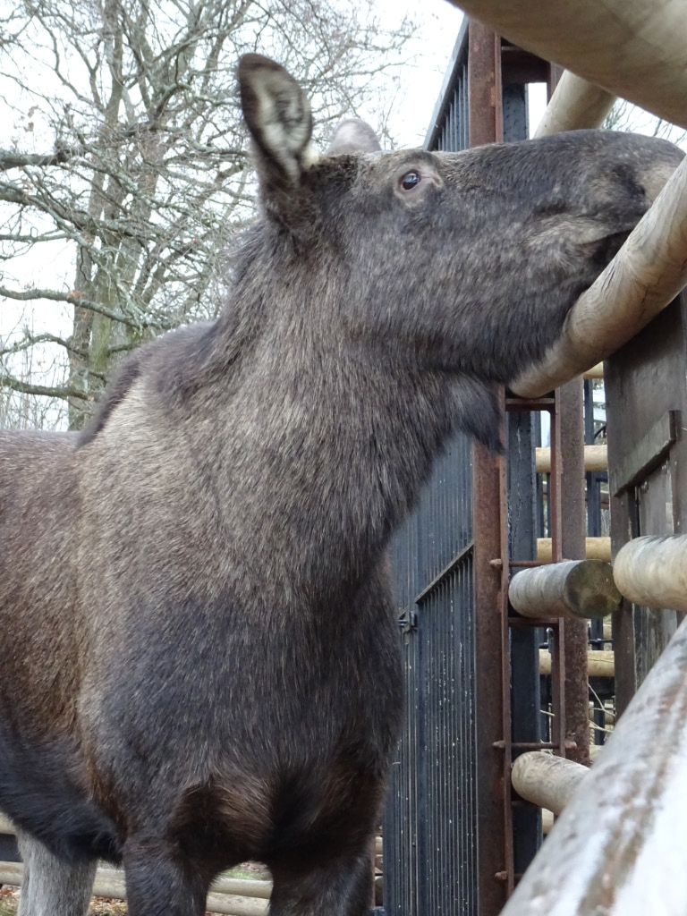 Moose
