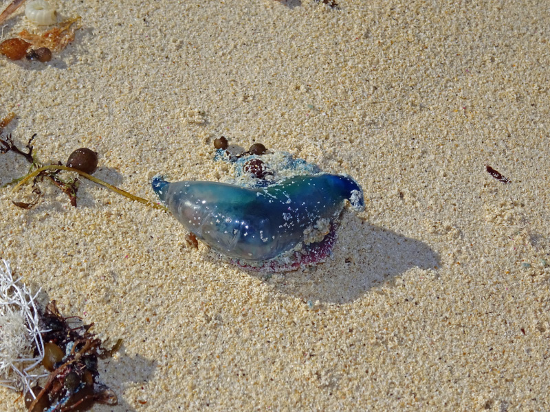 Jellyfish