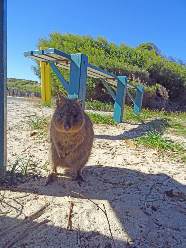 Quokka
