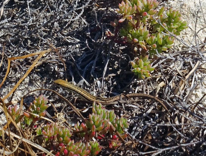 Lizard